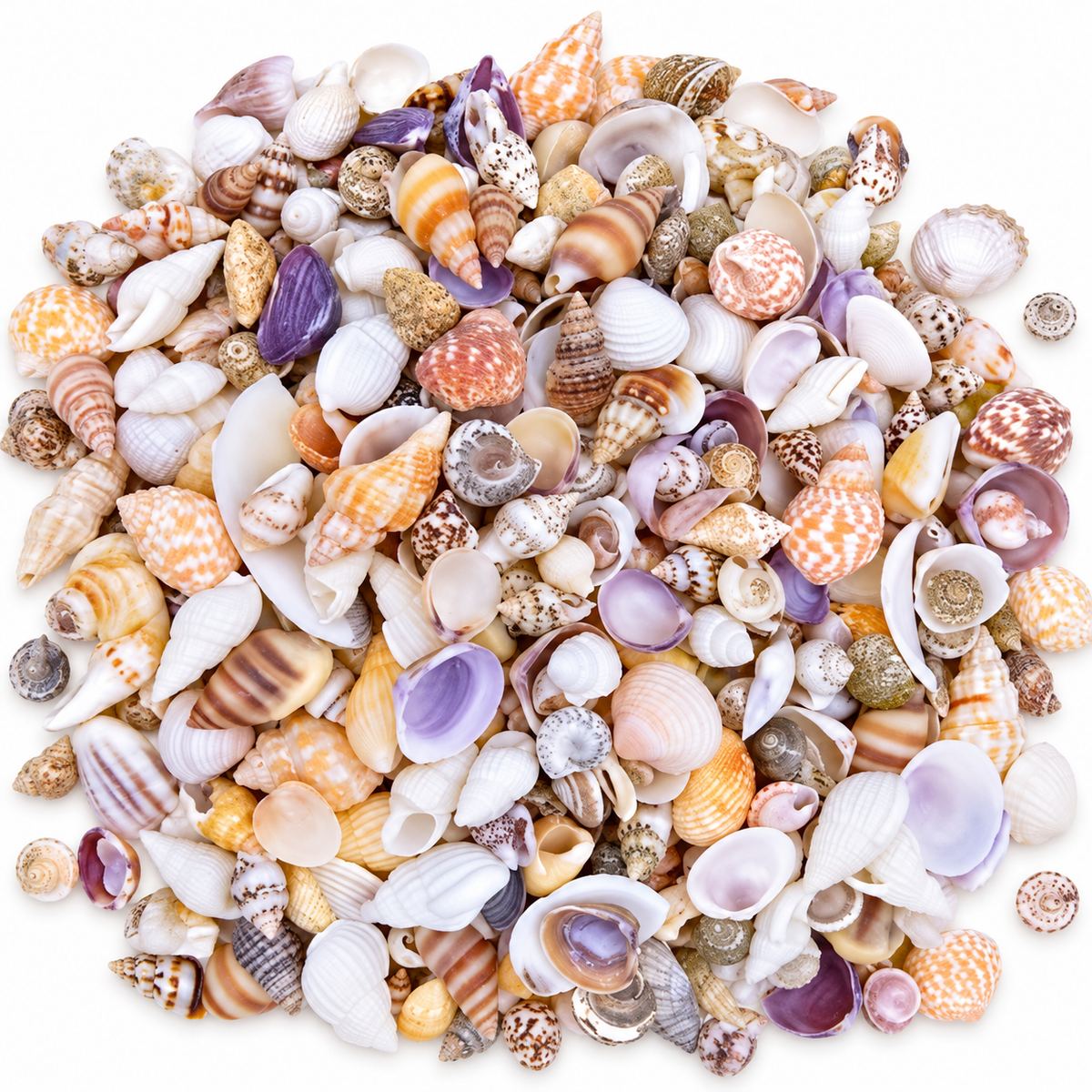 Sea shells