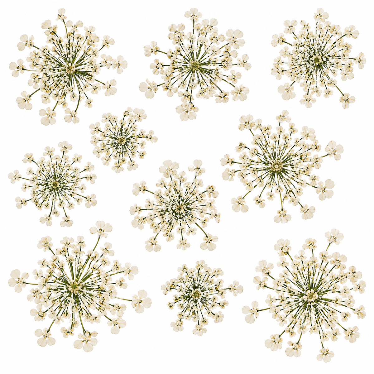 Pressed Queen Anne lace