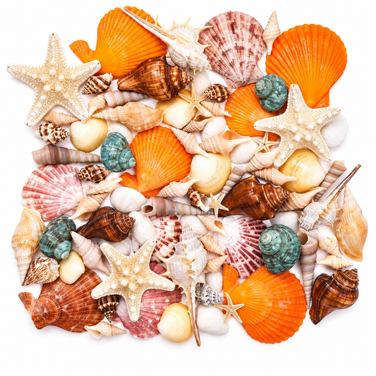 Mixed Seashells