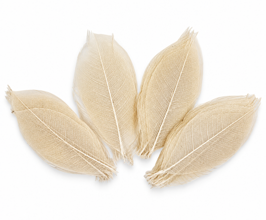 Leaf skeletons