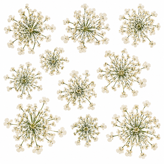 Pressed Queen Anne lace